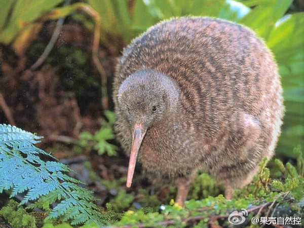 獼猴桃早采早摘
