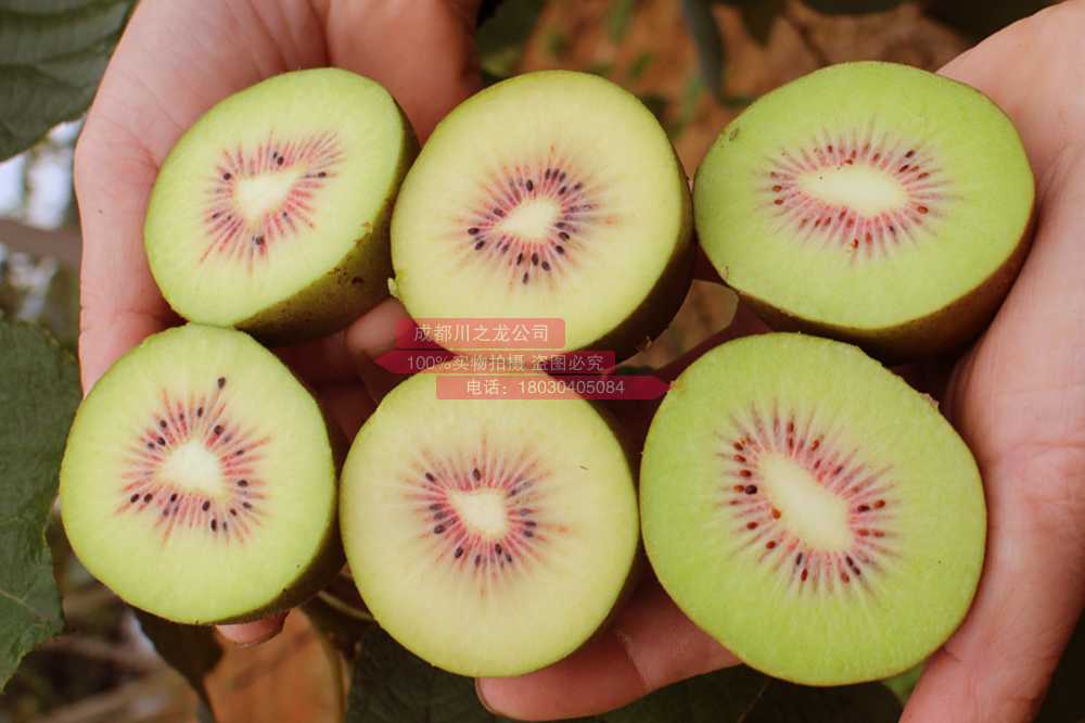 Golden kiwifruit