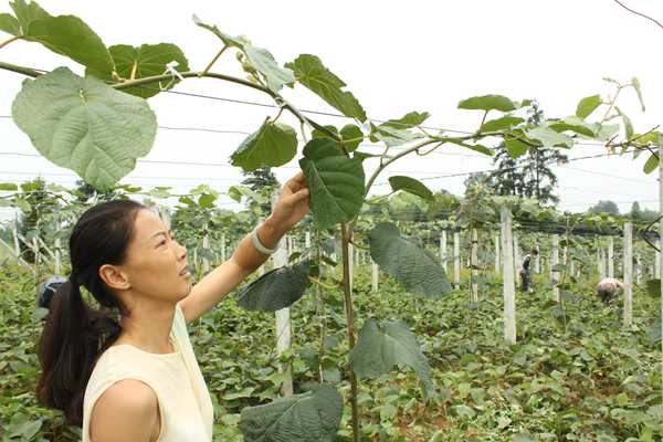 Kiwi sapling