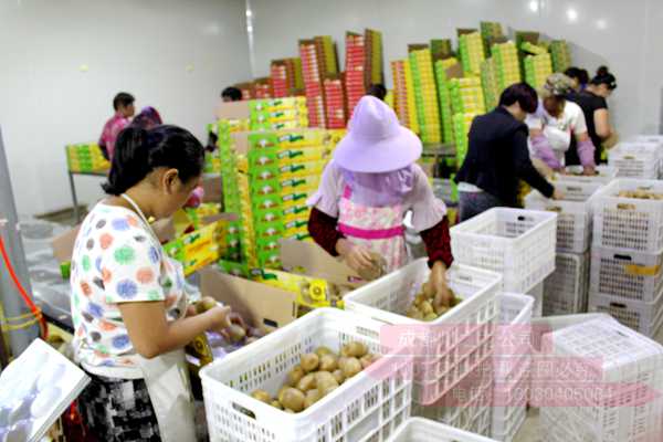 Kiwifruit packaging