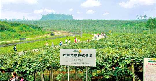 蒲江紅心獼猴桃基地