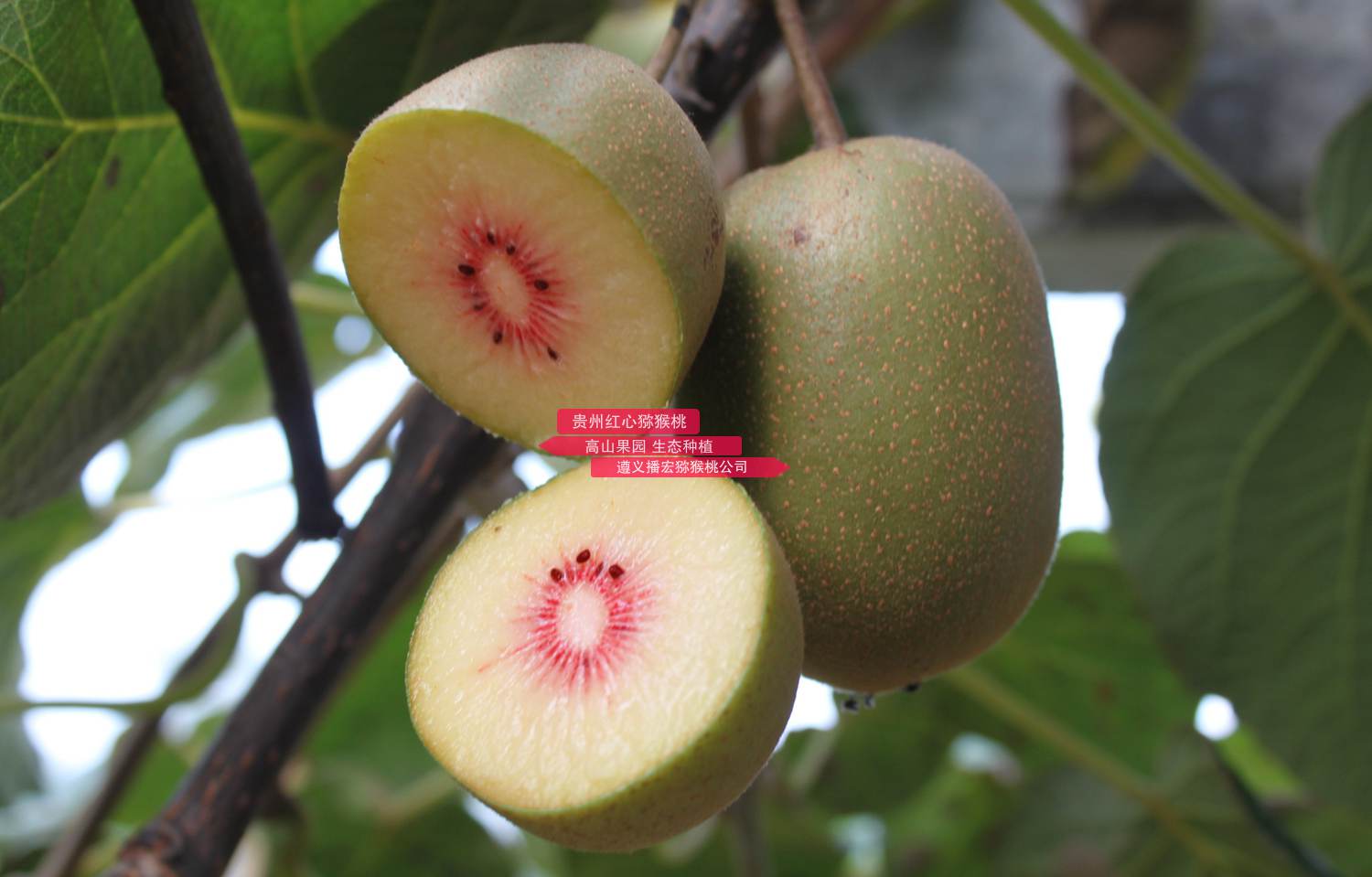 Red kiwifruit