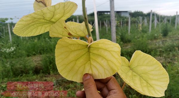 獼猴桃枝葉黃化