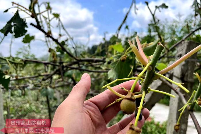 獼猴桃冰雹災(zāi)害損失