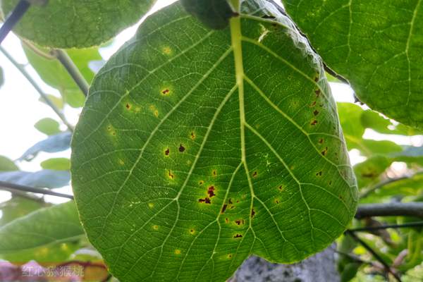獼猴桃潰瘍病 獼猴桃潰瘍病