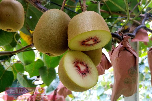 redkiwifruit