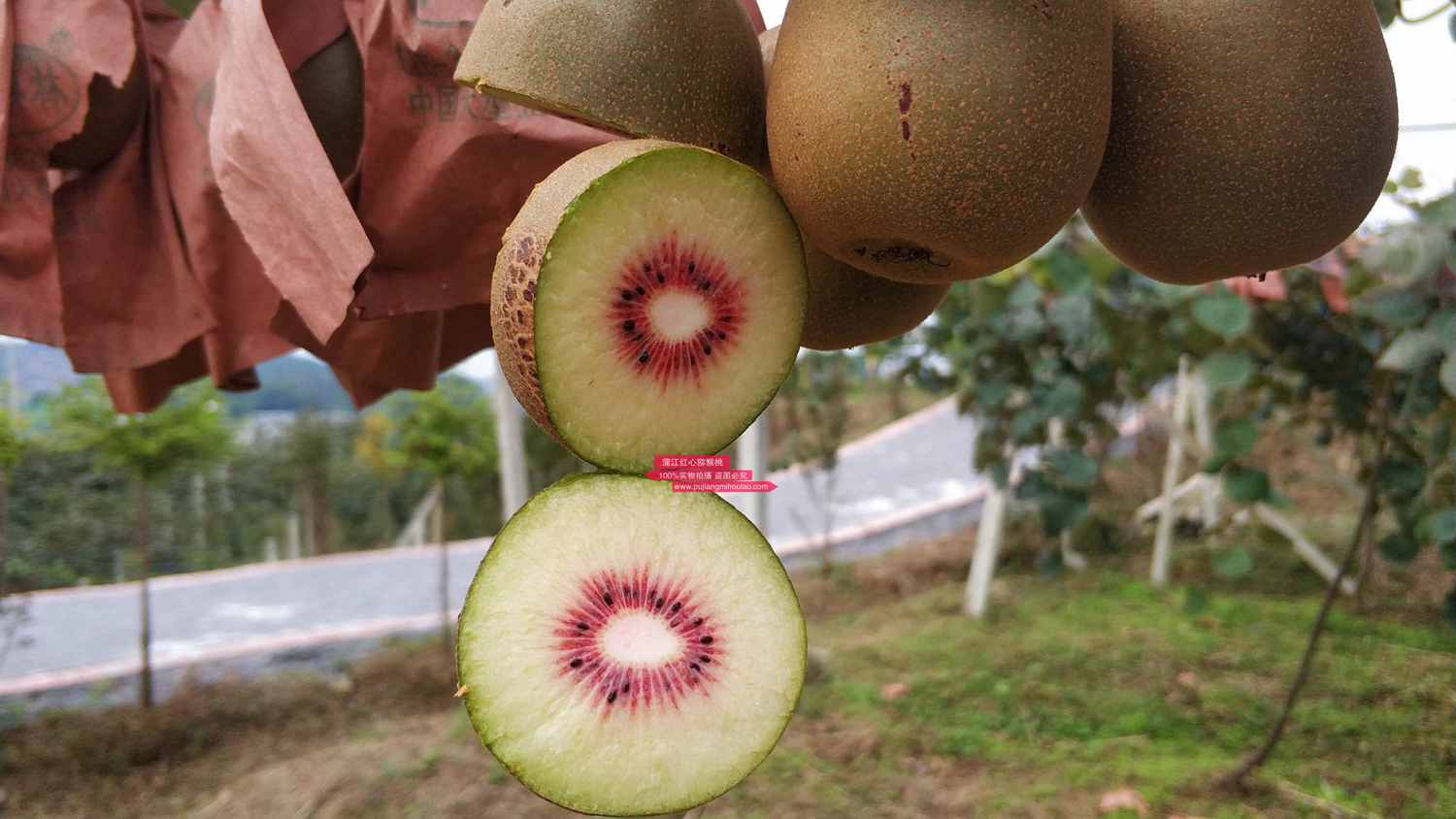 redkiwifruit