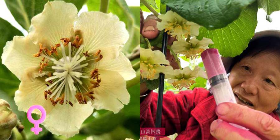 播宏獼猴桃花粉