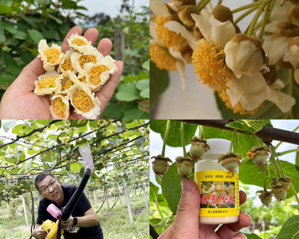 采摘獼猴桃公花，加工獼猴桃花粉