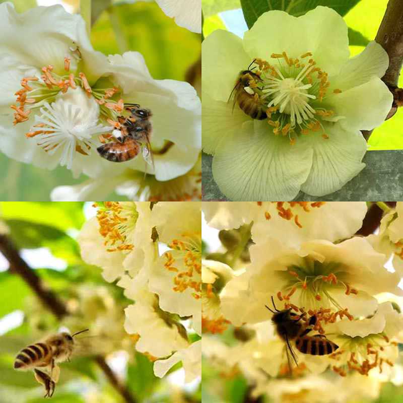 Bees are pollinating in the kiwi fruit orchard Bees are pollinating in the kiwi fruit orchard