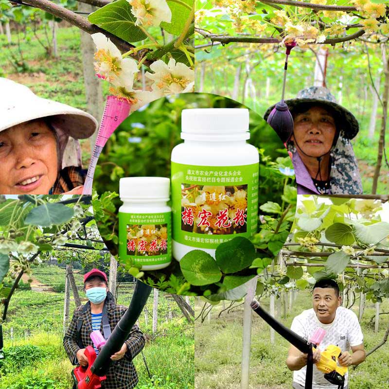 獼猴桃果園常見的授粉方式 獼猴桃果園常見的授粉方式