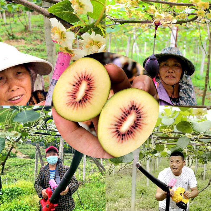 四川獼猴桃果園常用的授粉方法 四川獼猴桃果園常用的授粉方法