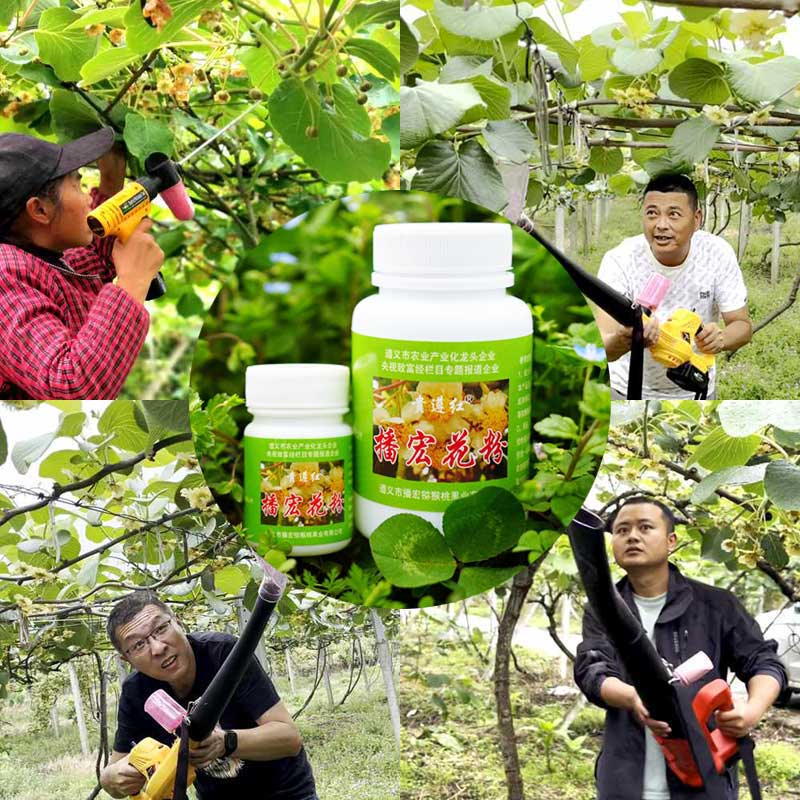 The kiwifruit orchards in China utilize electric pollinators for pollination