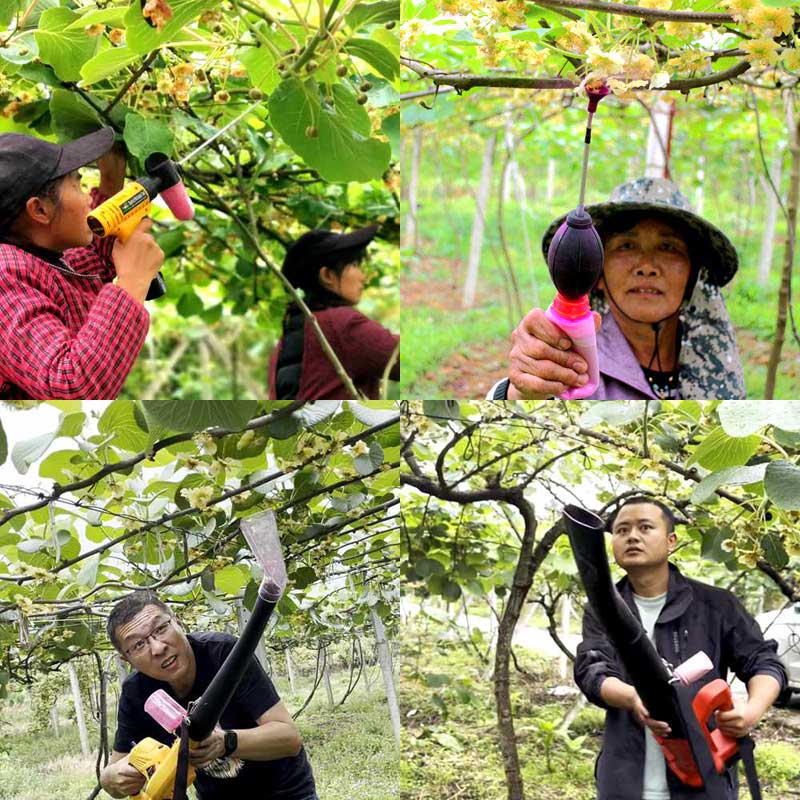Pollination in New Zealand kiwifruit orchards Pollination in New Zealand kiwifruit orchards