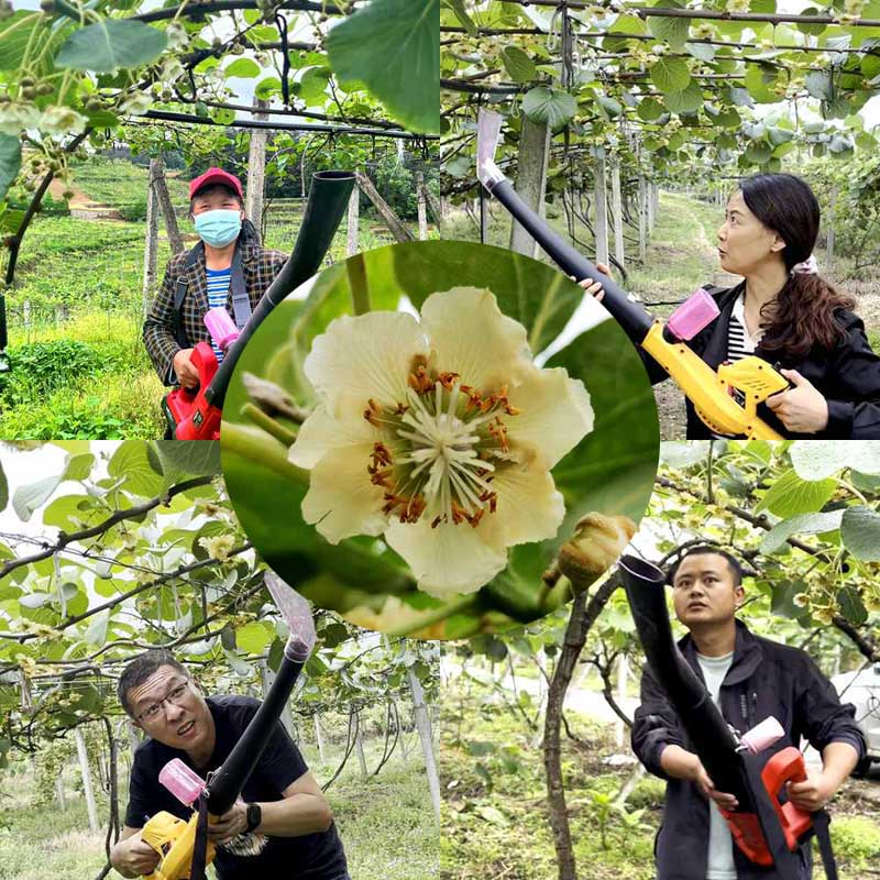 Pollination in New Zealand SunGold Kiwifruit Orchard Pollination in New Zealand SunGold Kiwifruit Orchard