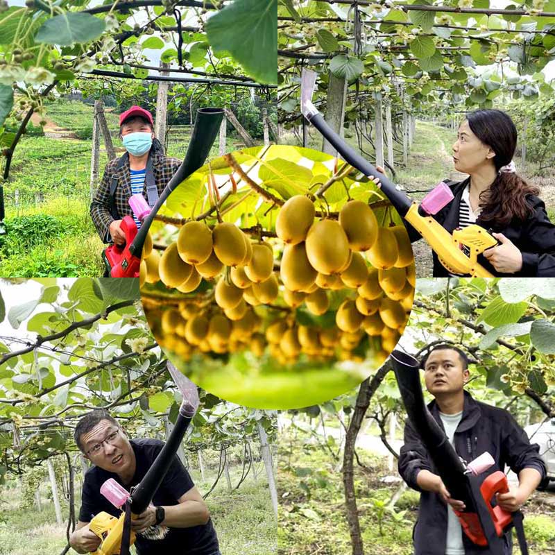 Pollination in zespri red heart kiwifruit orchard Pollination in zespri red heart kiwifruit orchard