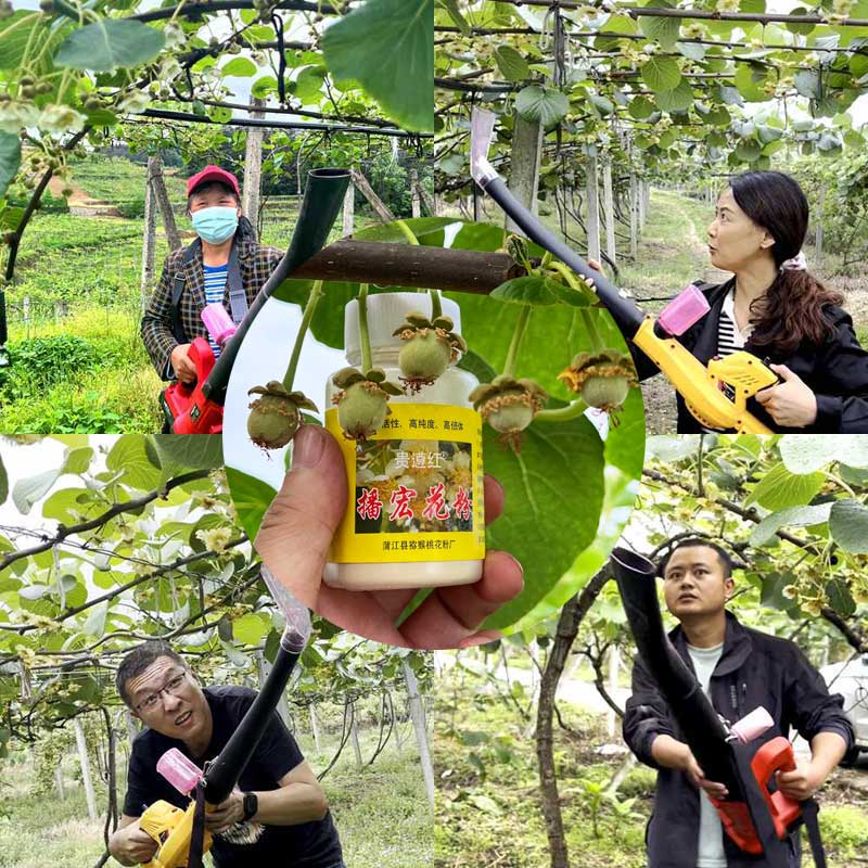 Zespri SunGold Kiwifruit flower pollination Zespri SunGold Kiwifruit flower pollination