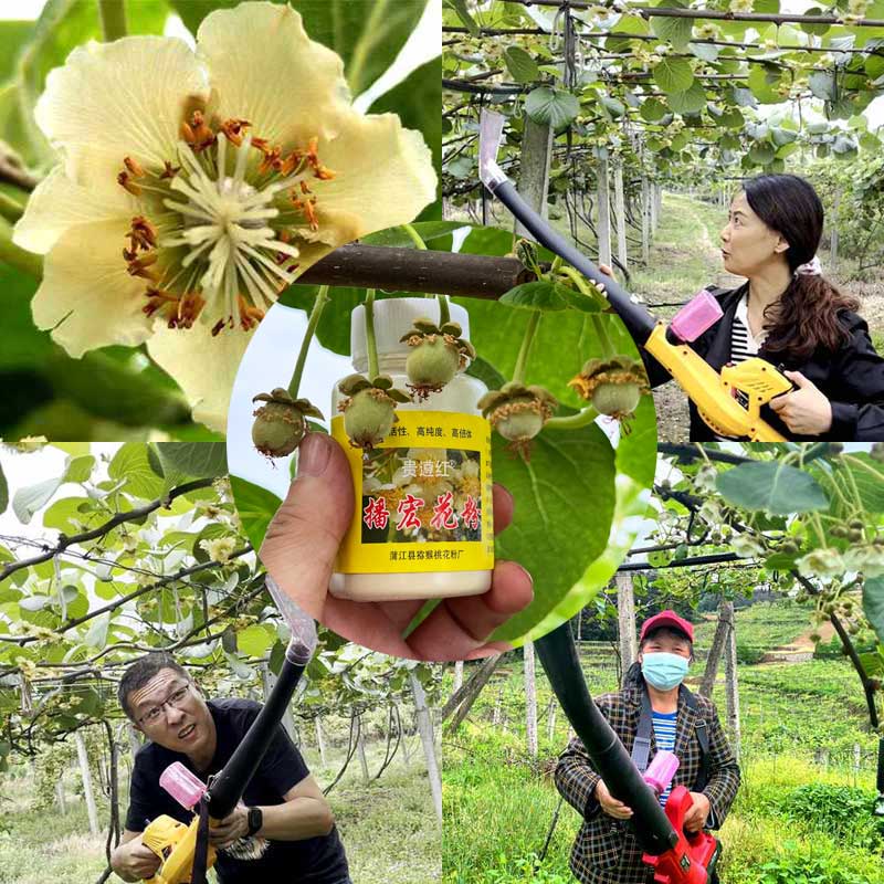 四川蒲江獼猴桃花粉授粉照片 四川蒲江獼猴桃花粉授粉照片