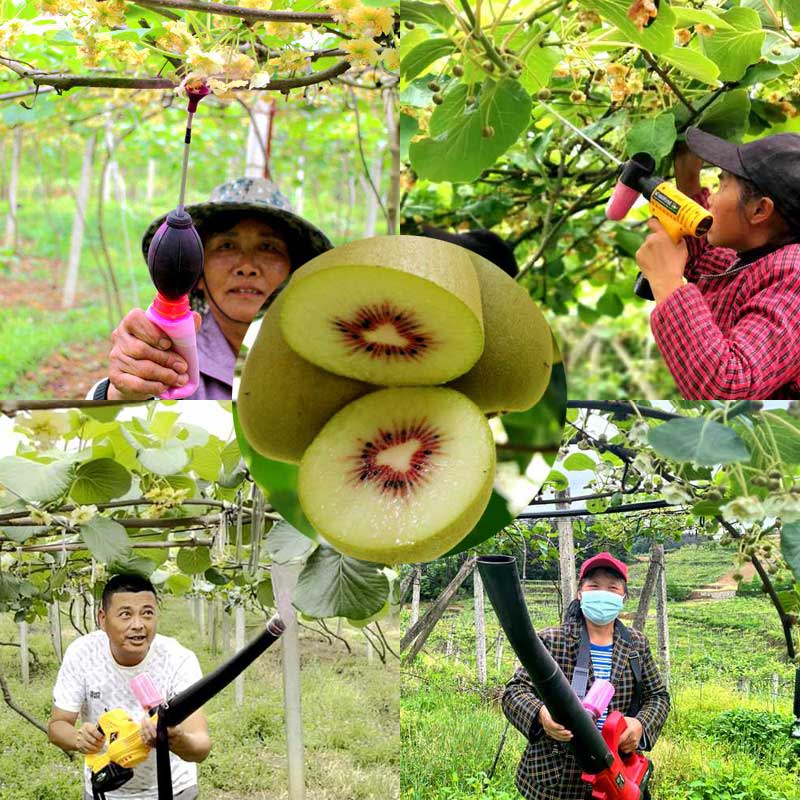 使用獼猴桃電動鼓風(fēng)式授粉機給獼猴桃授粉 使用獼猴桃電動鼓風(fēng)式授粉機給獼猴桃授粉