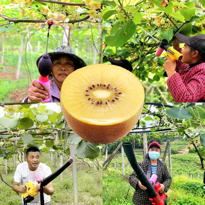 使用獼猴桃電動鼓風(fēng)式授粉機給獼猴桃授粉 使用獼猴桃電動鼓風(fēng)式授粉機給獼猴桃授粉