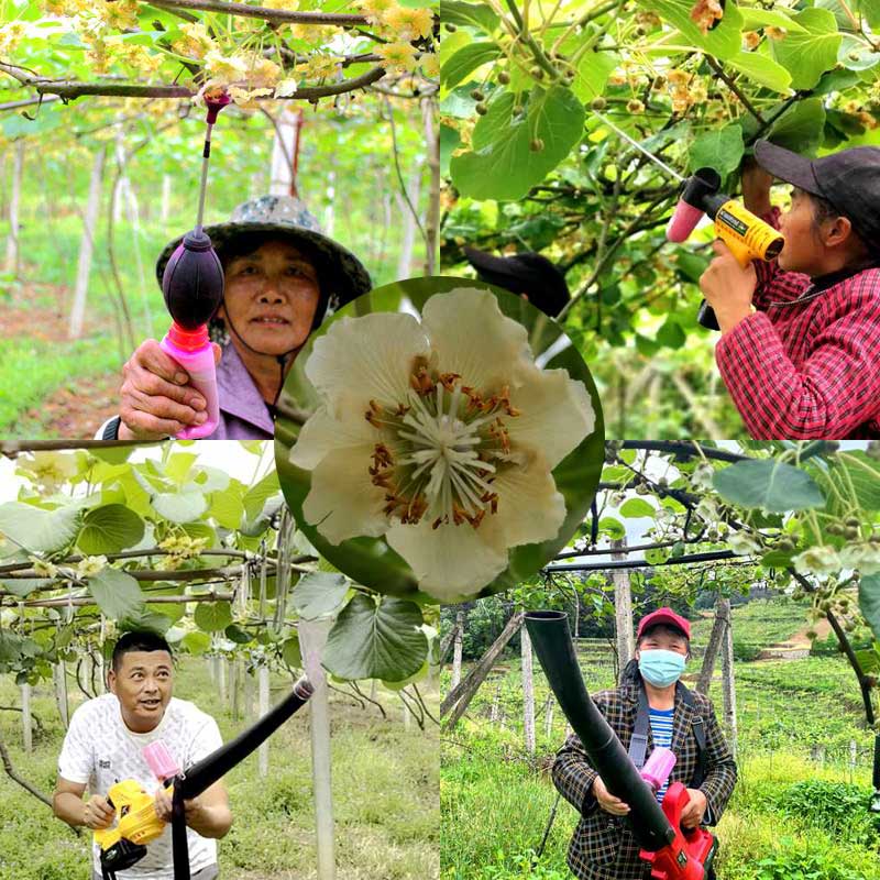 獼猴桃花粉授粉過程 獼猴桃花粉授粉過程