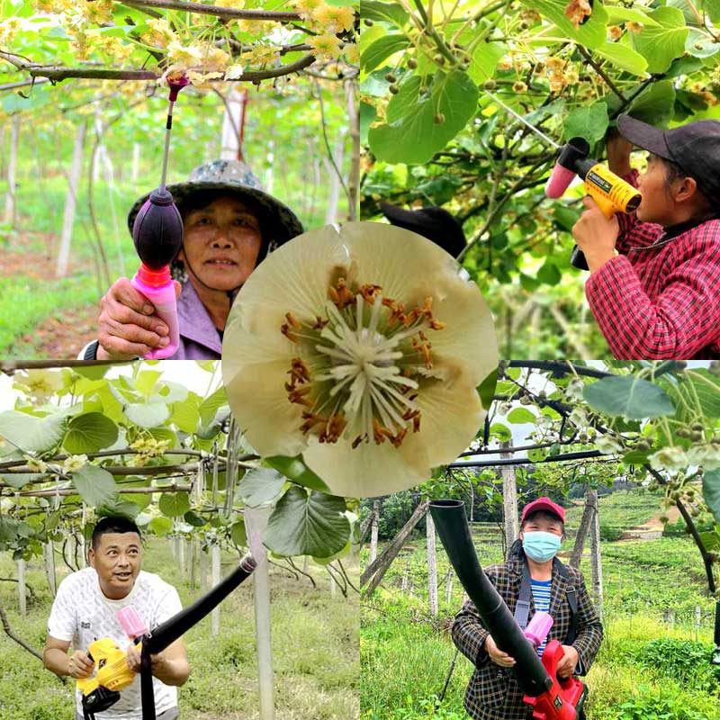 獼猴桃花粉授粉過程 獼猴桃花粉授粉過程