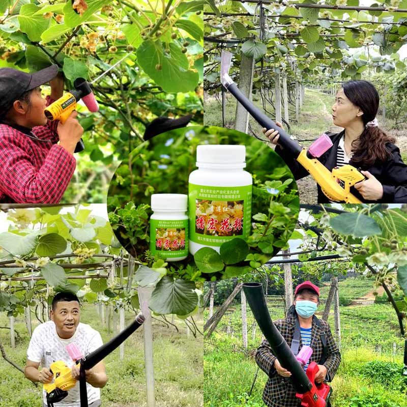 kiwi pollen kiwi pollen