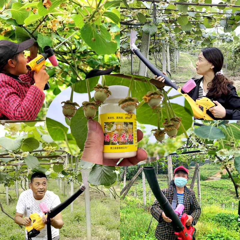 Training on Pollination Techniques for Kiwi Orchard Training on Pollination Techniques for Kiwi Orchard