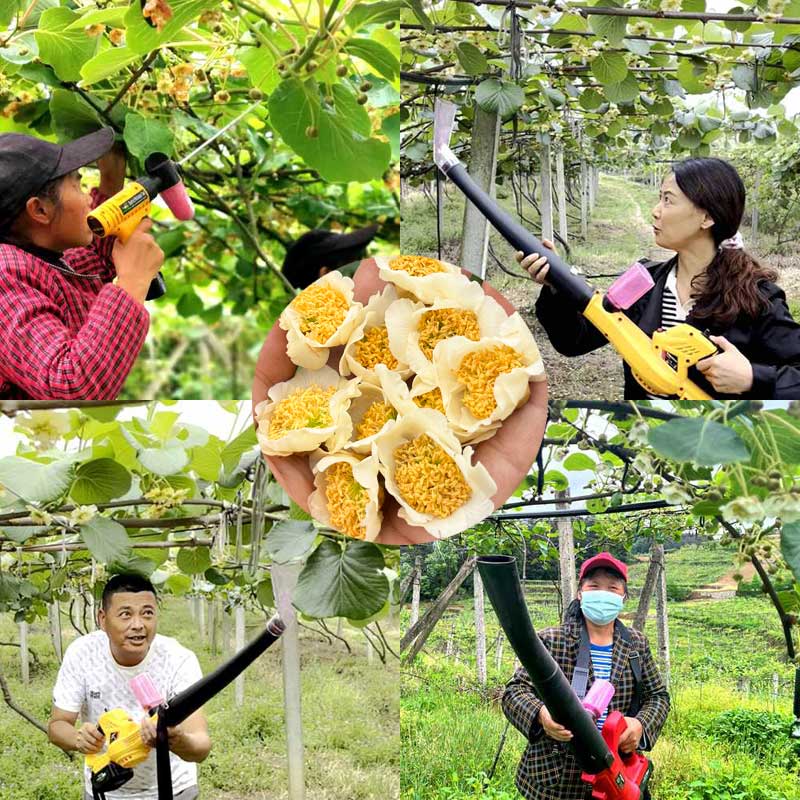 kiwi blossoms that have completed pollination kiwi blossoms that have completed pollination