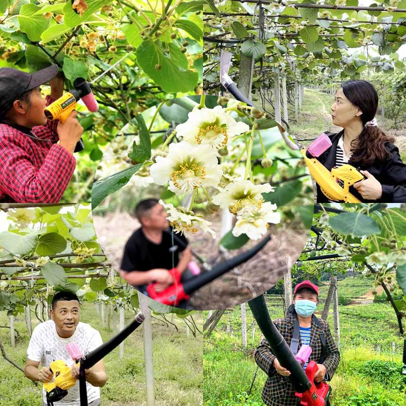 Zespri red heart Kiwifruit pollination equipment Zespri red heart Kiwifruit pollination equipment