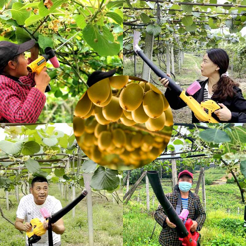 Common pollination methods for kiwifruit in China Common pollination methods for kiwifruit in China