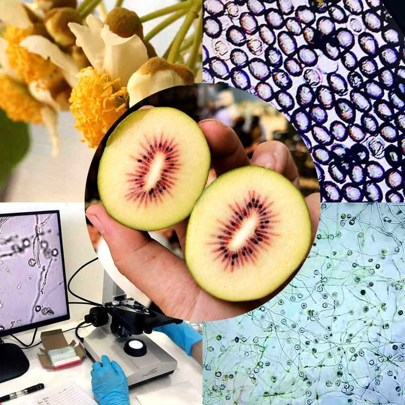 人工授粉后的紅心獼猴桃