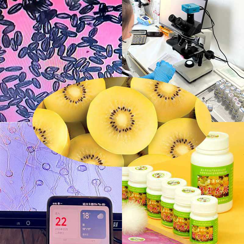 High yield kiwifruit orchard pollinated with highly active kiwifruit pollen