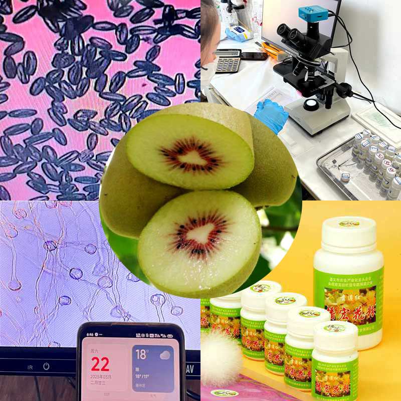 High yield kiwifruit orchard pollinated with highly active kiwifruit pollen