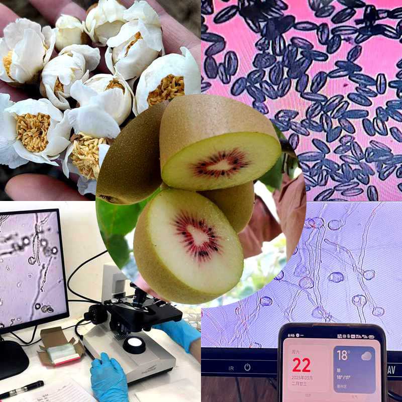 High yield kiwifruit orchard pollinated with highly active kiwifruit pollen