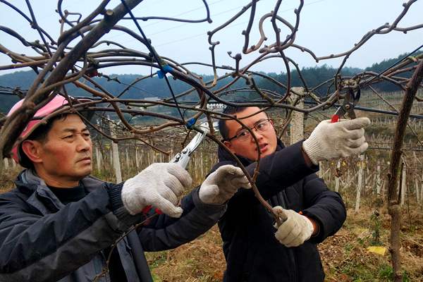 紅心獼猴桃冬季田間技術