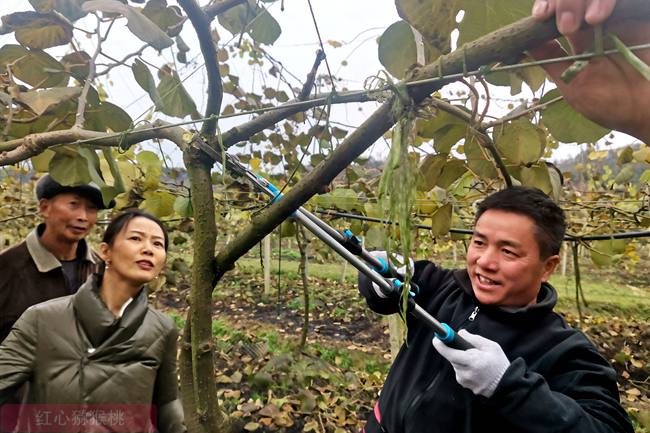 The winter pruning of kiwifruit is our main work The winter pruning of kiwifruit is our main work