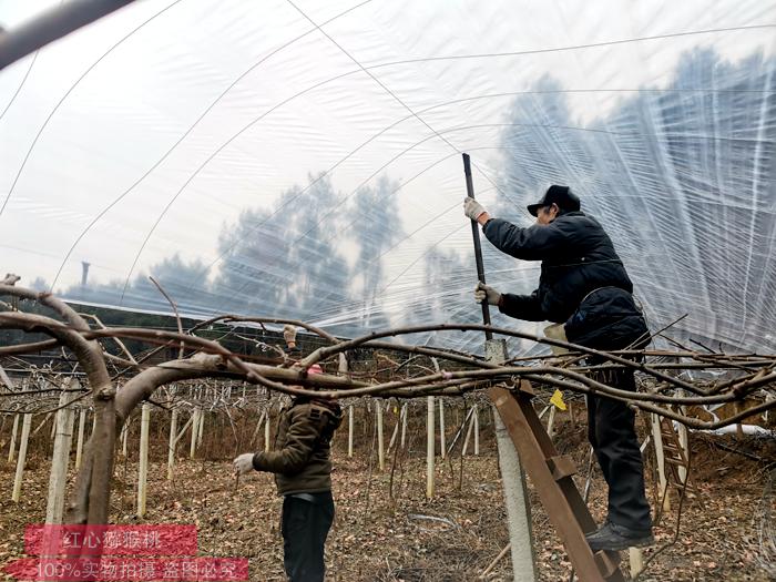 獼猴桃設(shè)施栽培就是搭建大棚