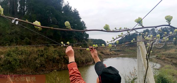 貴州有機(jī)獼猴桃果園