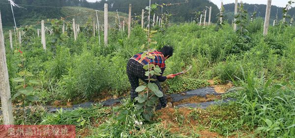 有機(jī)紅心獼猴桃果園除草