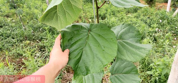 有機(jī)紅心獼猴桃果園除草