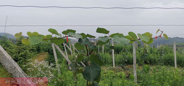 貴州獼猴桃技術(shù)管理