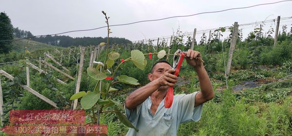 貴州紅心獼猴桃銷(xiāo)售