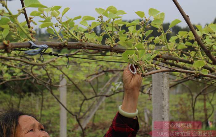 Kiwifruit planting