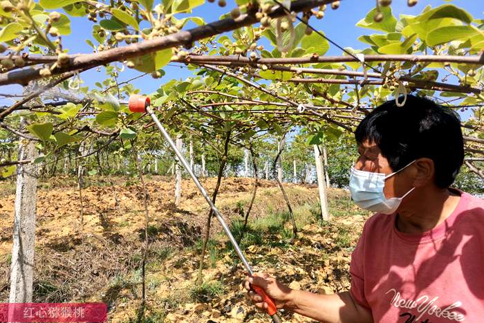 獼猴桃果園打藥