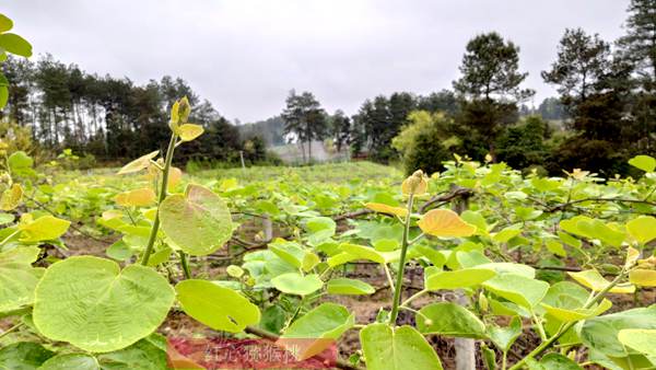 Kiwi orchard