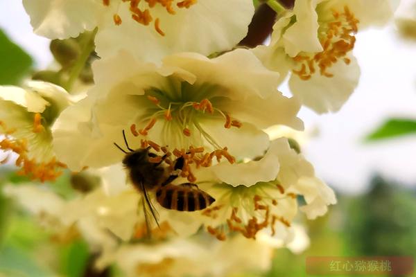 Bees pollinate kiwifruit