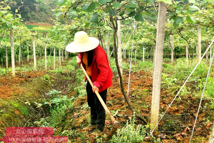 獼猴桃果園開溝