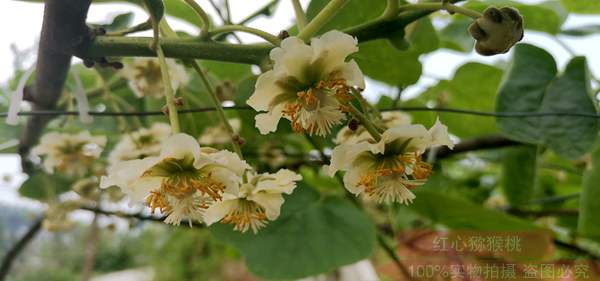 紅心獼猴桃花粉