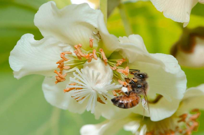 Bees pollinate kiwifruit